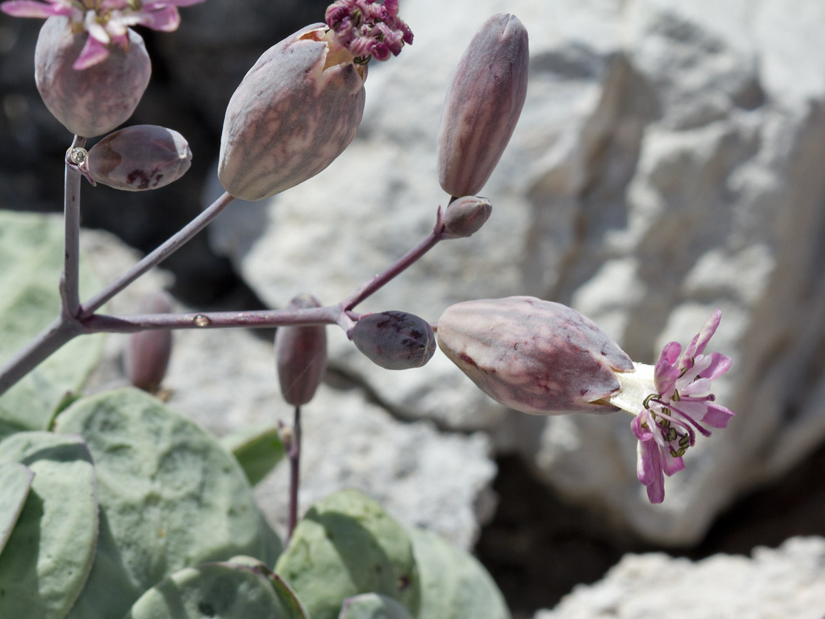 Image of Oberna variegata specimen.