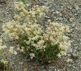 Micranthes punctata
