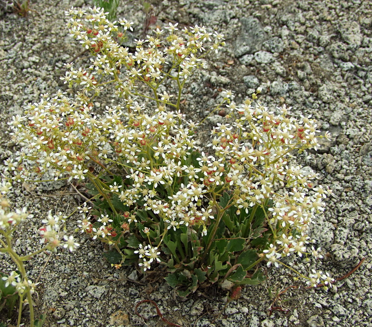 Image of Micranthes punctata specimen.