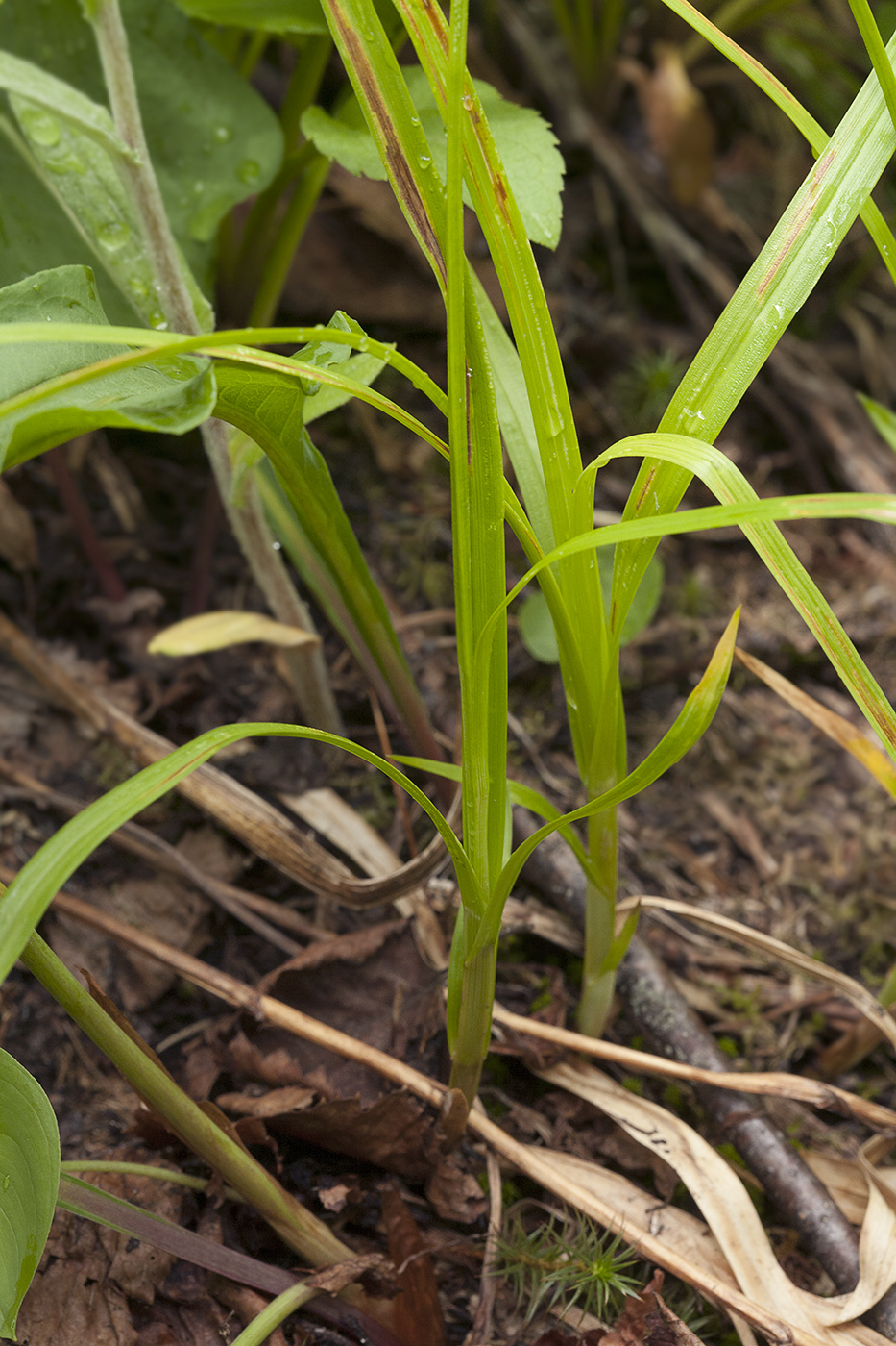 Image of Carex pallida specimen.