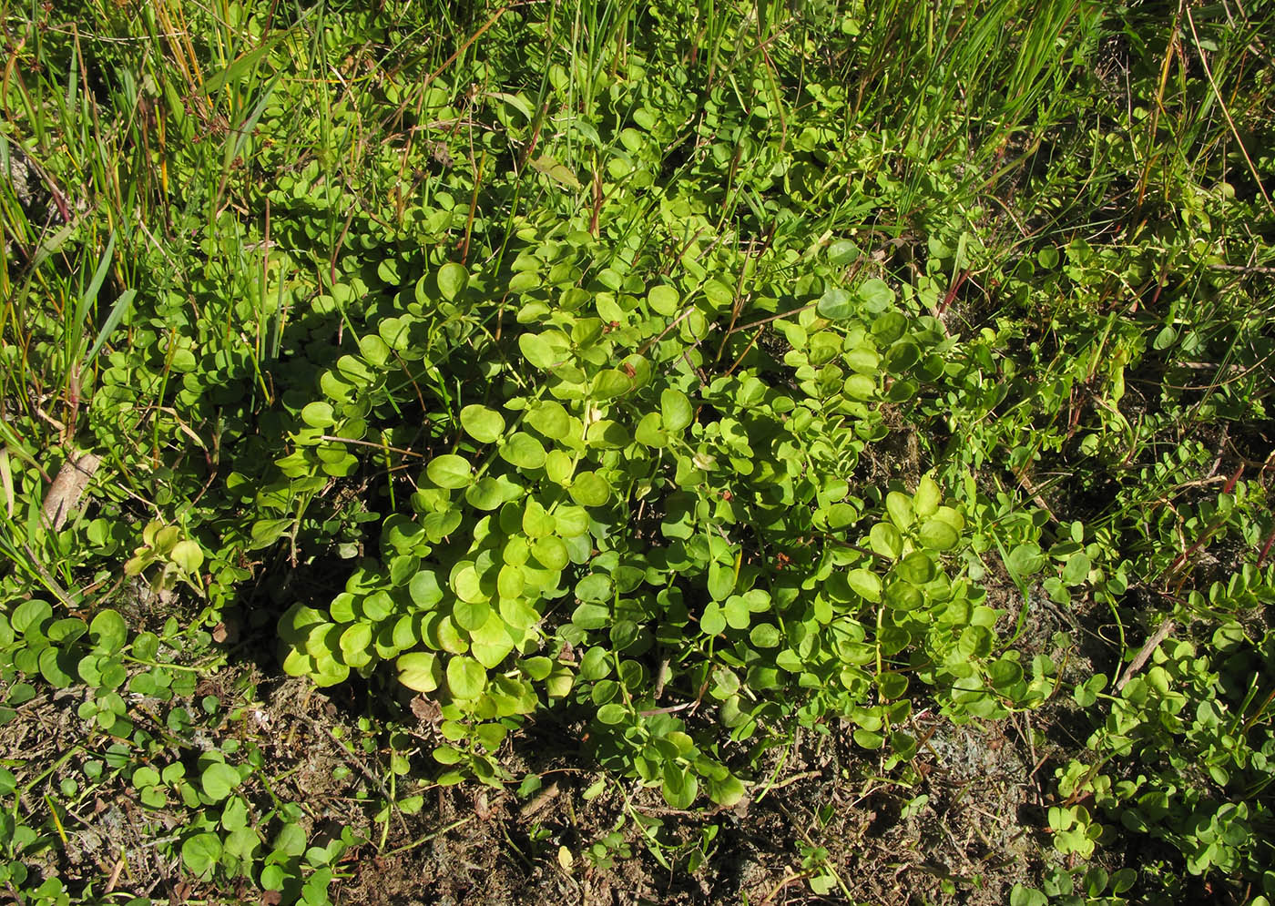 Image of Lysimachia nummularia specimen.