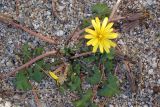 genus Taraxacum