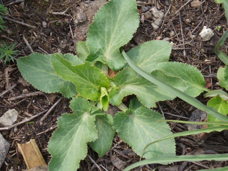 Изображение особи Eryngium planum.