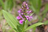 Dactylorhiza aristata