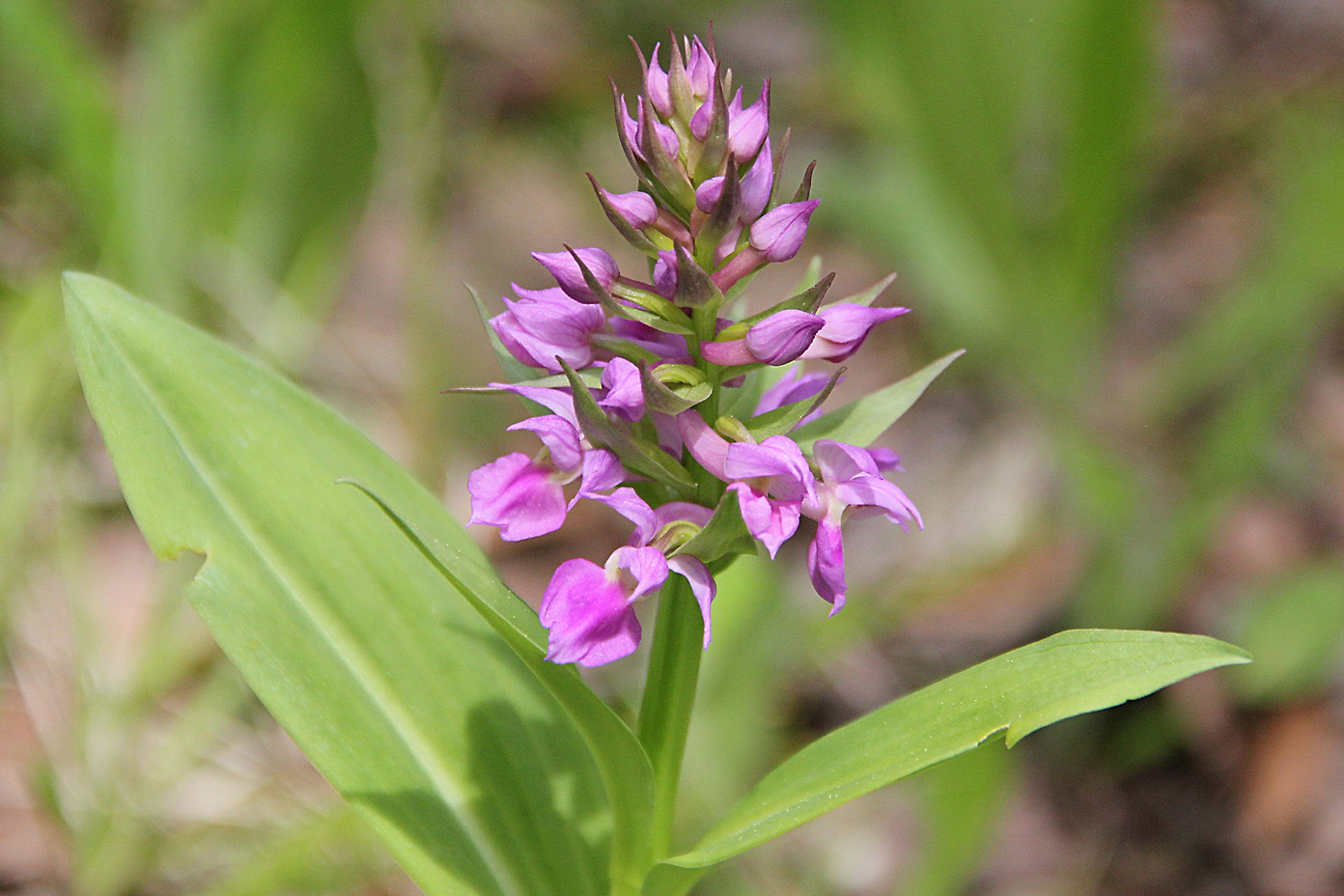 Image of Dactylorhiza aristata specimen.