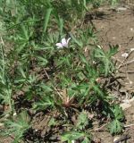 Geranium columbinum. Цветущее растение. Краснодарский край, Абинский р-н, гора Папай, склон вершины Западный Папай. 30.04.2017.