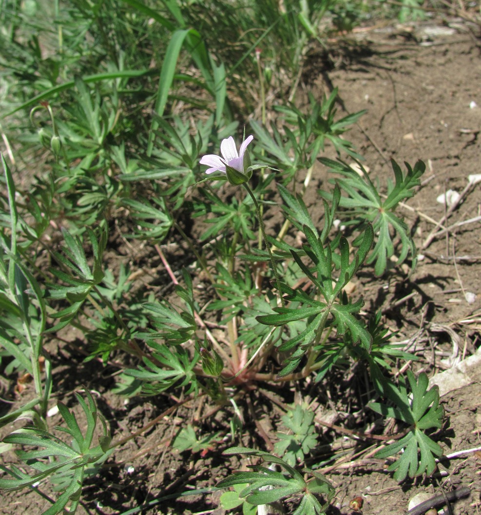 Изображение особи Geranium columbinum.