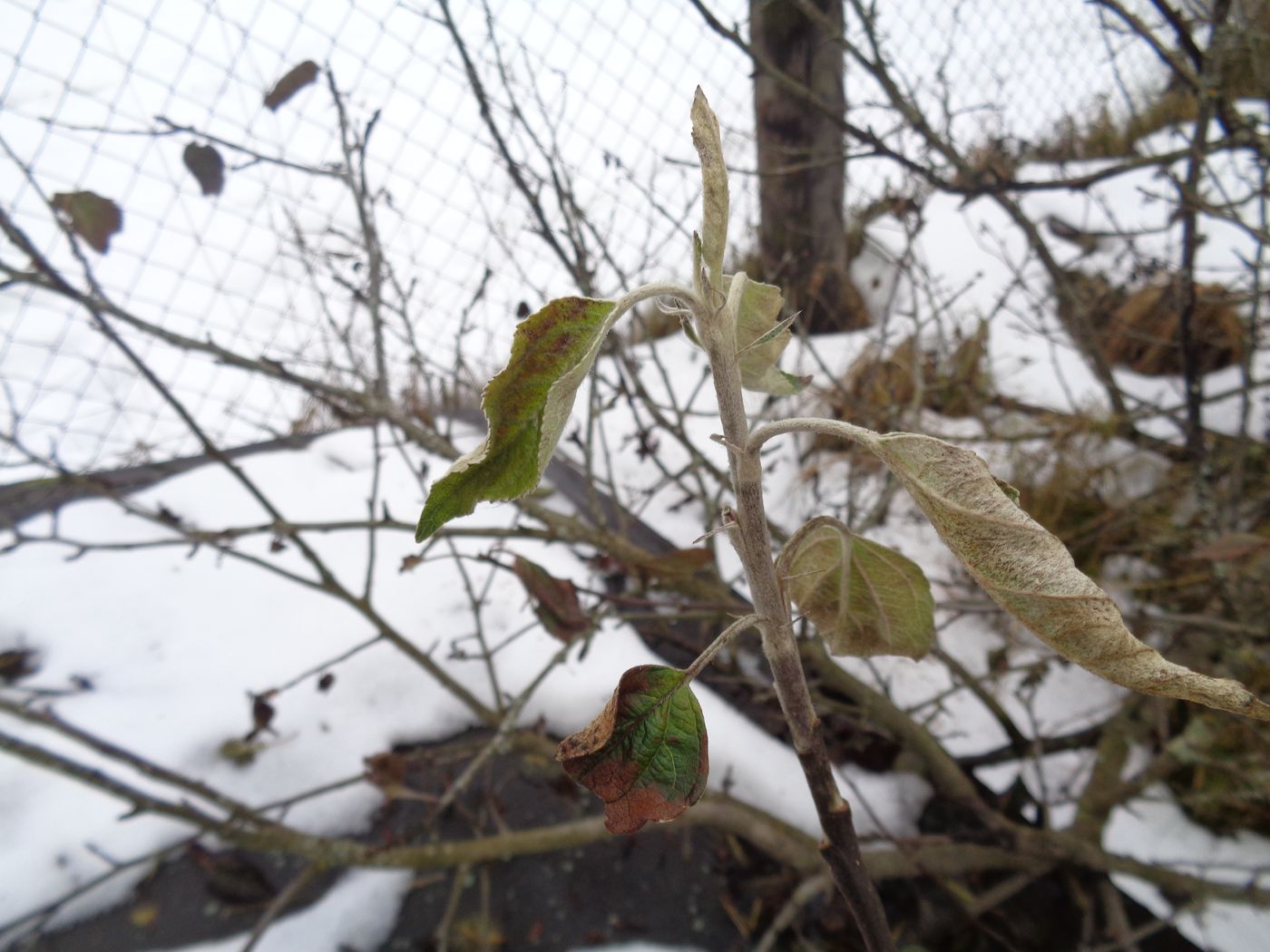 Изображение особи Malus domestica.