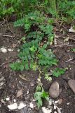Astragalus glycyphyllos. Цветущее и плодоносящее растение. Краснодарский край, Абинский р-н, окр. станицы Эриванская, берег р. Абин, в зарослях кустарников. 05.07.2015.