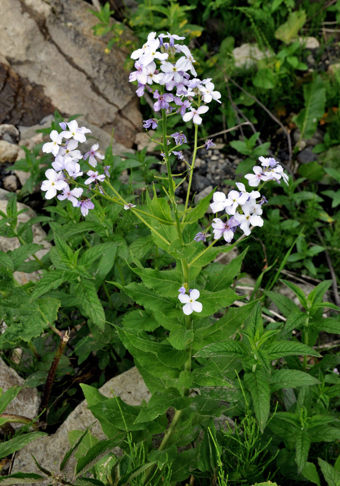 Image of Hesperis matronalis specimen.