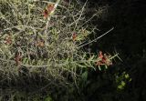 Cylindropuntia leptocaulis