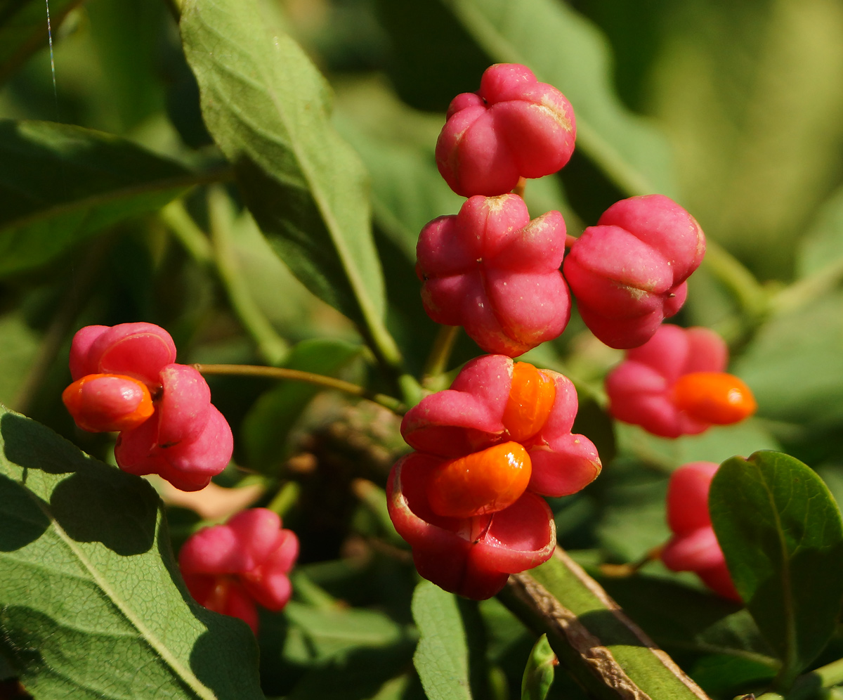 Изображение особи Euonymus europaeus.