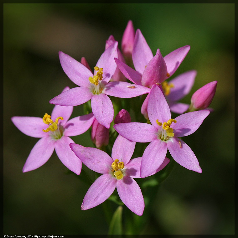 Изображение особи Centaurium erythraea.