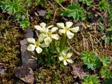 Gentiana oschtenica