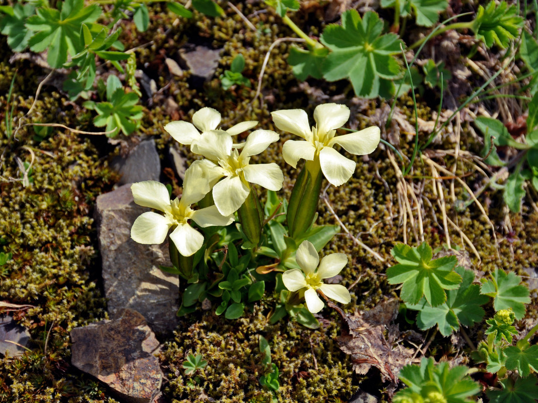 Image of Gentiana oschtenica specimen.