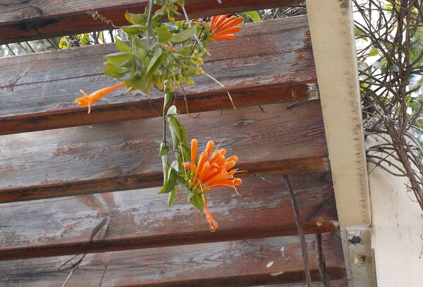 Image of Pyrostegia venusta specimen.
