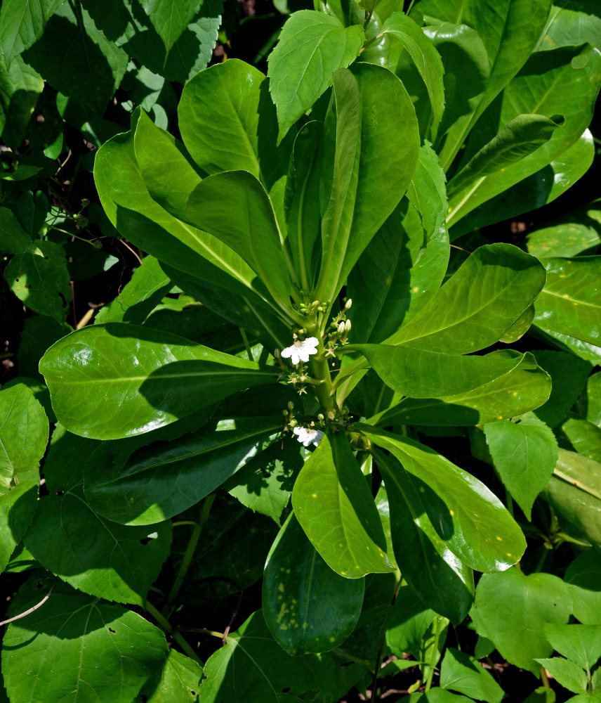 Изображение особи Scaevola taccada.