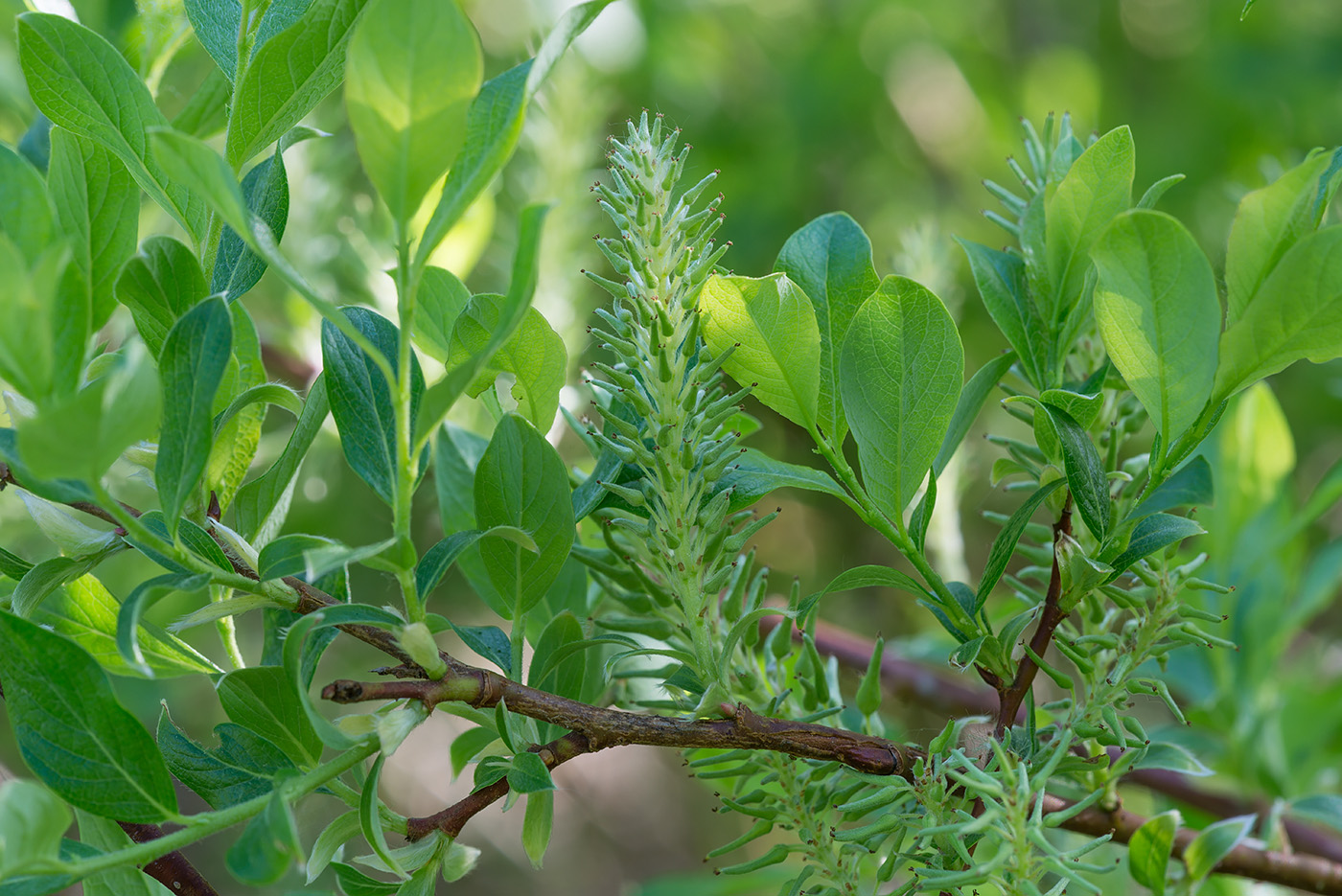 Изображение особи Salix starkeana.