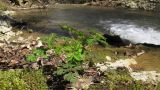 Geranium robertianum. Вегетирующее растение на моховой подушке. Краснодарский край, Абинский р-н, окр. станицы Шапсугская, склон горы Лысая (678), один из правых притоков р. Абин, протекающий в глубоком ущелье. 08.04.2018.