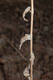 Campanula bononiensis