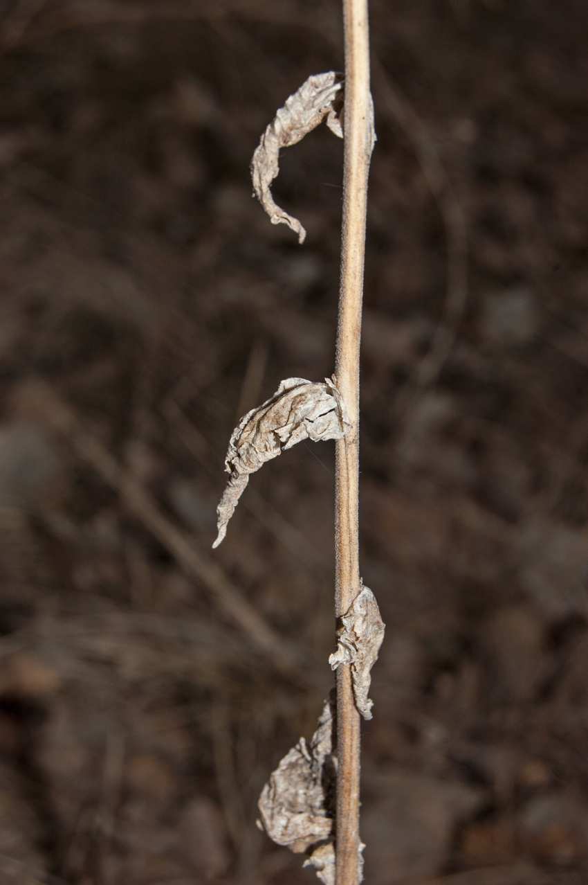 Image of Campanula bononiensis specimen.