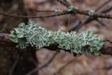 Hypogymnia physodes