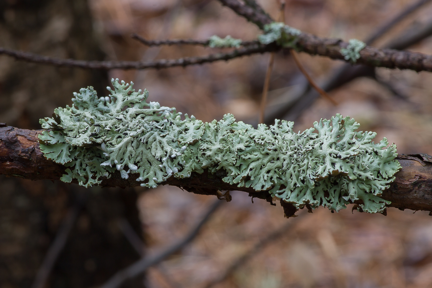 Изображение особи Hypogymnia physodes.