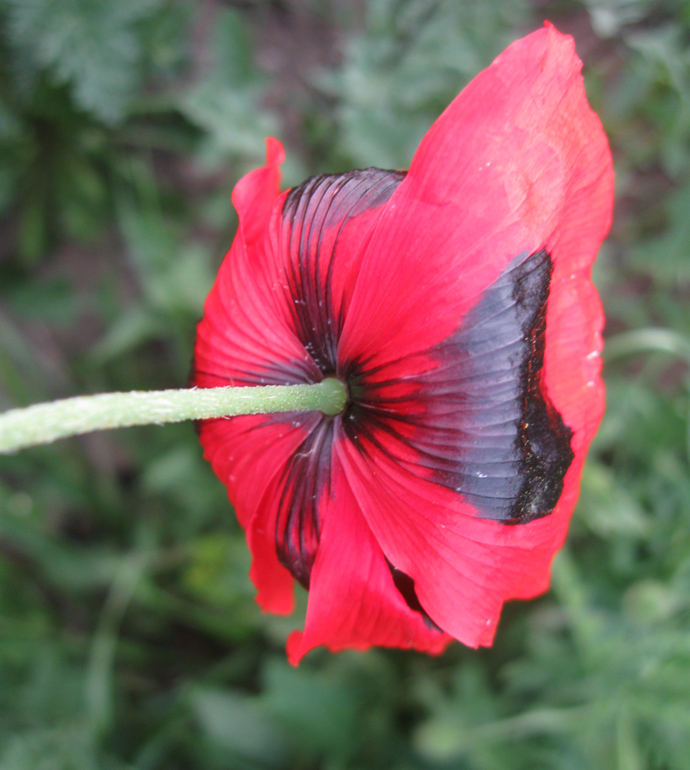 Image of Papaver commutatum specimen.