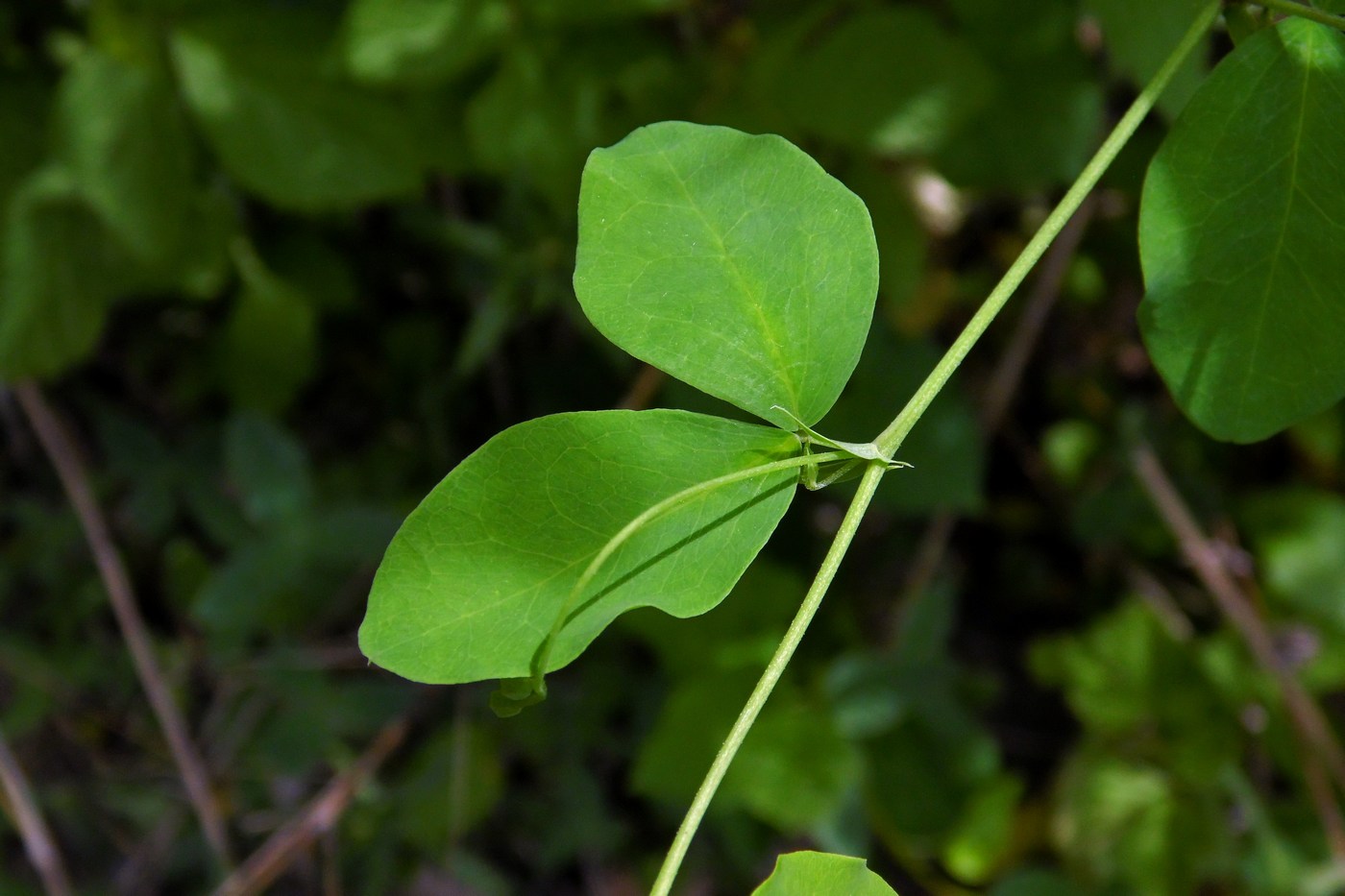 Изображение особи Lathyrus roseus.