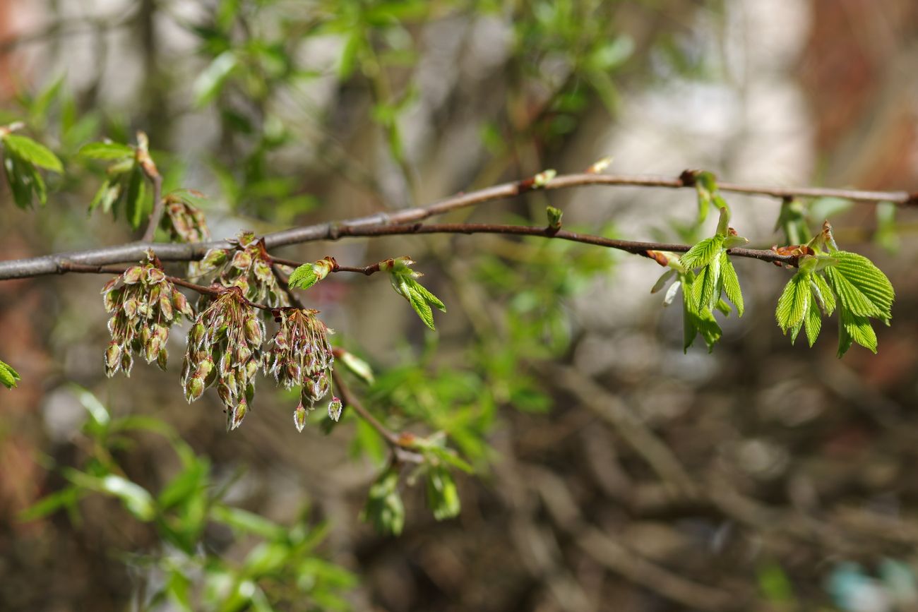 Image of Ulmus laevis specimen.