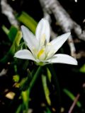 Ornithogalum pumilum. Цветок. Греция, о-в Крит, ном Ханья (Νομός Χανίων), дим Платаньяс (Δήμος Πλατανιά), горный массив Лефка Ори (Λευκά Όρη), окр. туристического приюта Каллерги (Καλλέργη), ≈ 1700 м н.у.м., каменистый склон. 28 июня 2017 г.