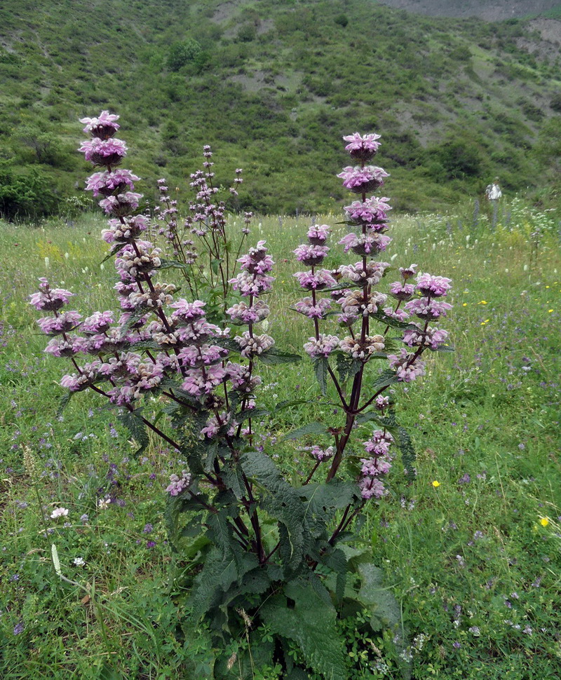 Image of Phlomoides tuberosa specimen.