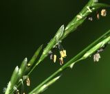 Glyceria notata