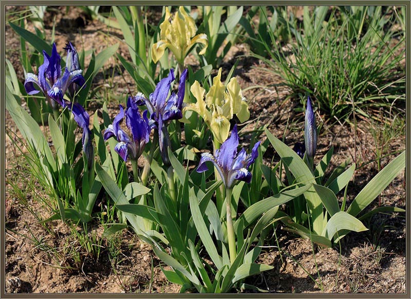 Image of Iris pumila specimen.