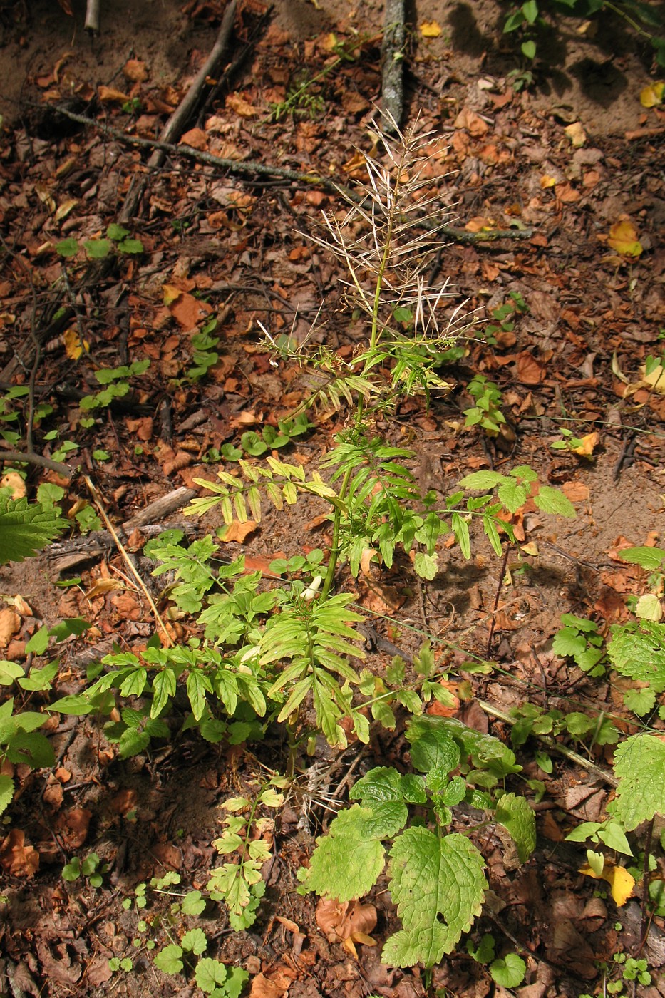 Image of Cardamine impatiens specimen.