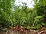 Polypodium cambricum. Растение на скале. Крым, Белогорский р-н, возле Топловского монастыря, у источника Трёх святителей. 11.08.2018.