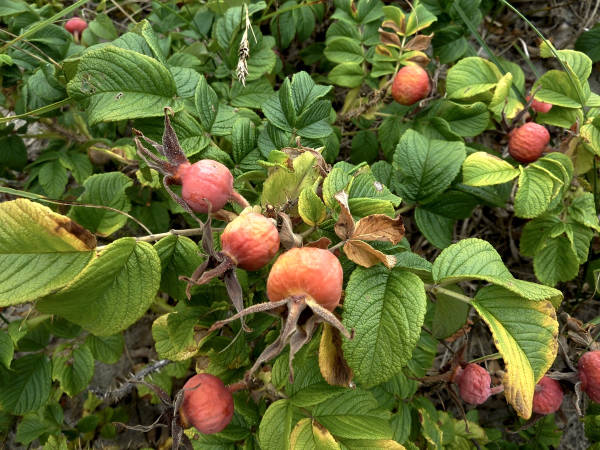 Image of Rosa rugosa specimen.