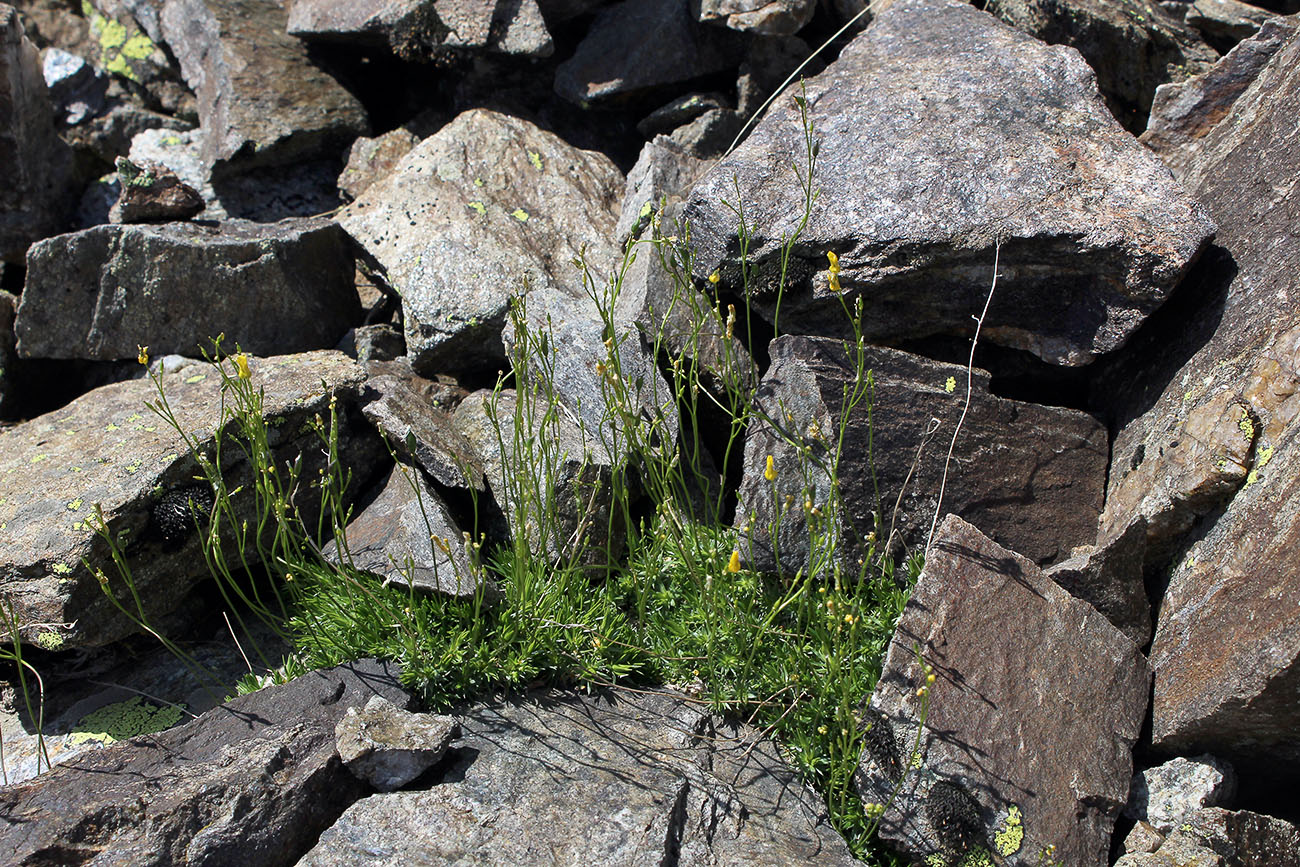 Image of Draba scabra specimen.