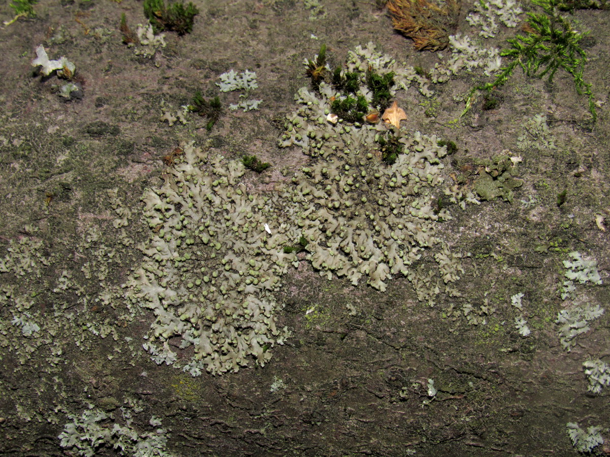 Image of Phaeophyscia pusilloides specimen.