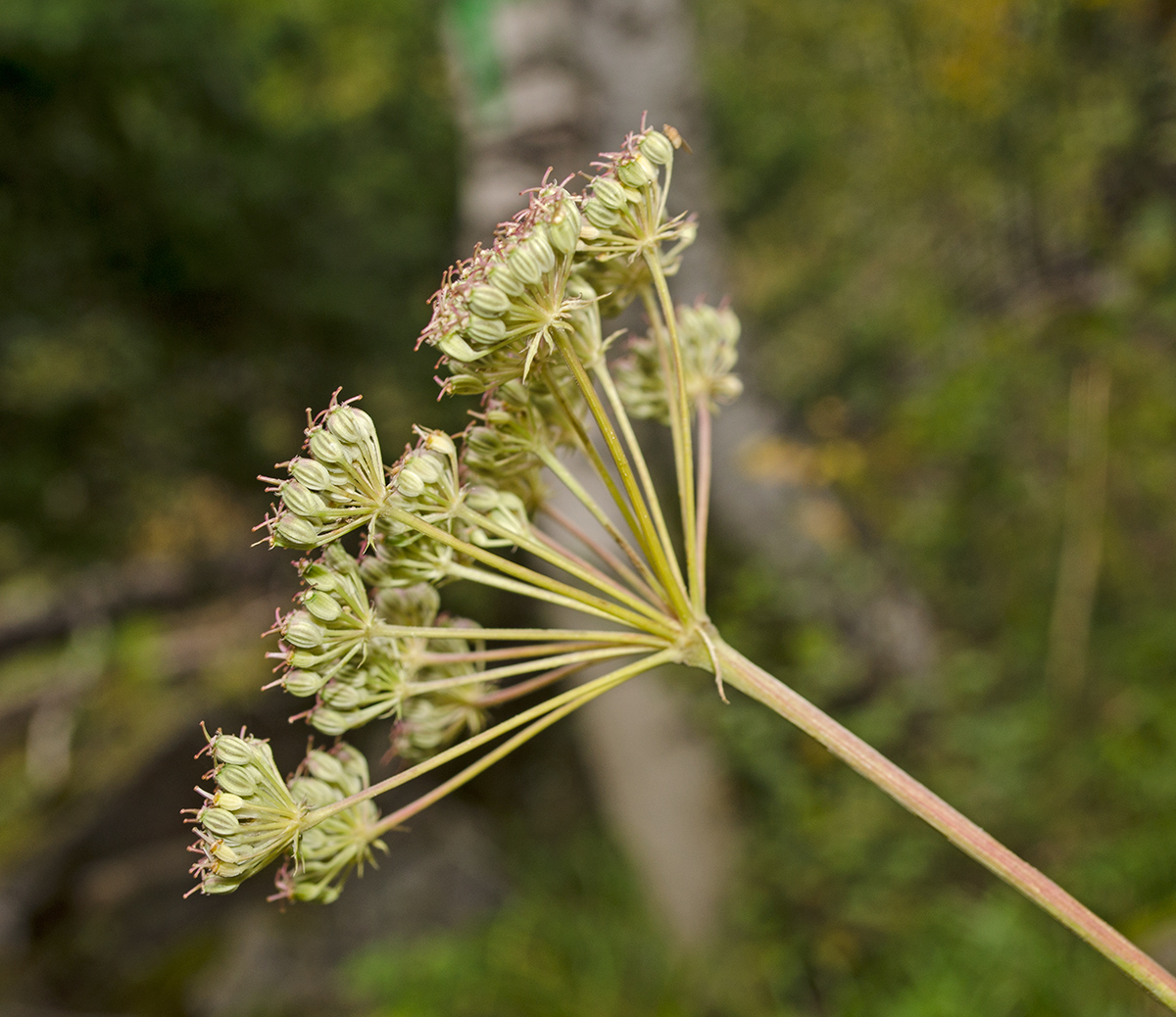 Image of Pimpinella nigra specimen.