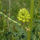 Astragalus ponticus