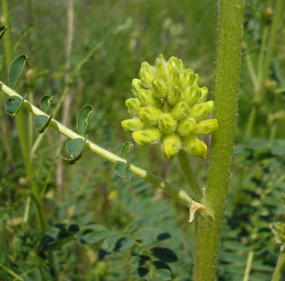 Изображение особи Astragalus ponticus.