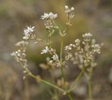 Gypsophila altissima