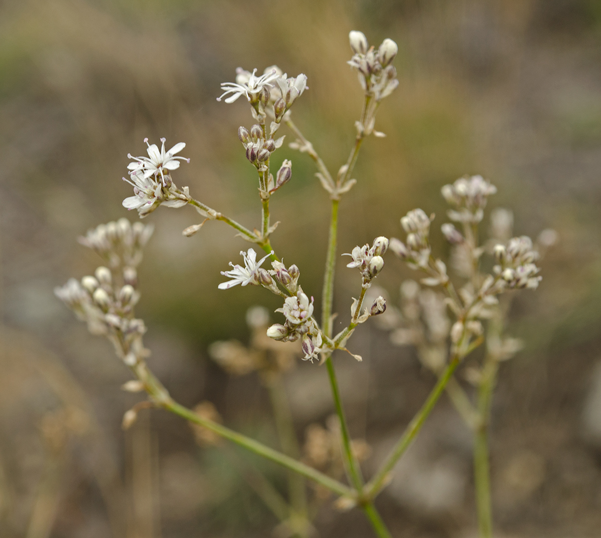 Image of Gypsophila altissima specimen.