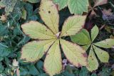 Rodgersia aesculifolia. Листья в осенней окраске. Москва, Нескучный сад, в культуре. 14 октября 2018 г.