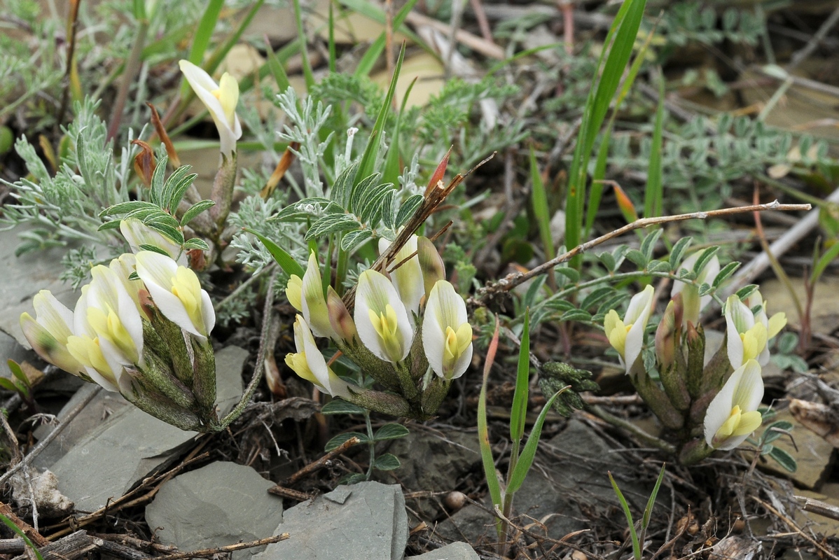 Image of Astragalus macrotropis specimen.