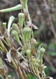 Cirsium setosum