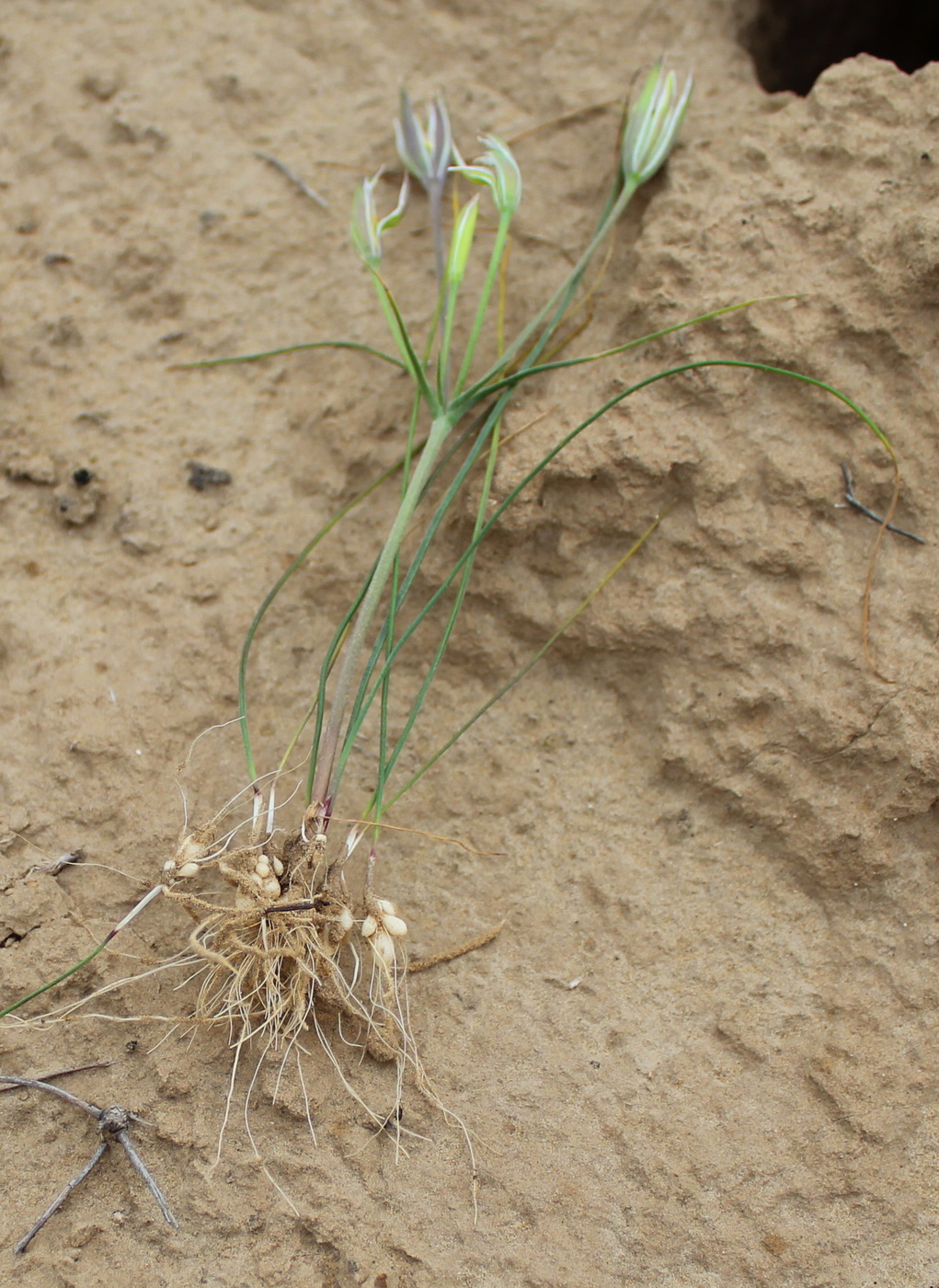 Изображение особи Gagea quasitenuifolia.