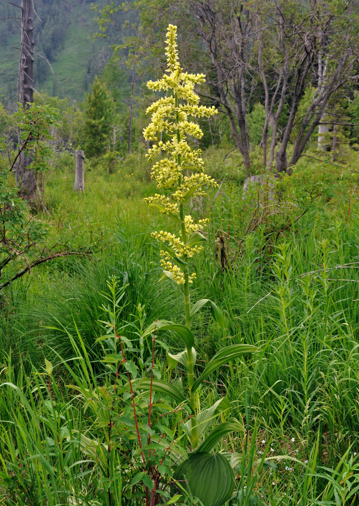 Изображение особи Veratrum lobelianum.