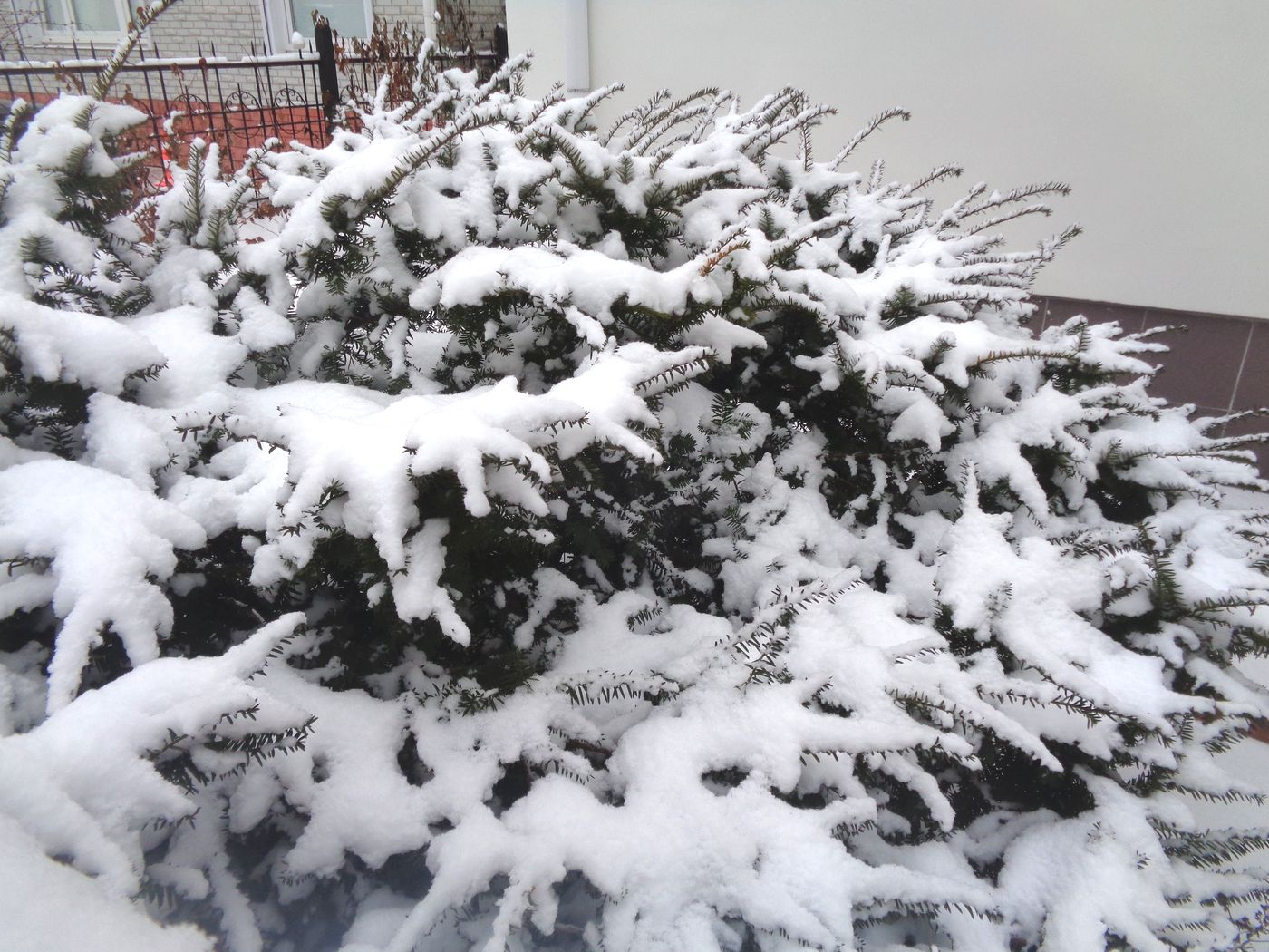 Image of Taxus baccata specimen.